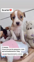 Cachorro raça  idade 2 a 6 meses nome Scarlet 