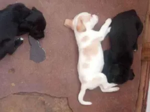 Cachorro raça Mestiço idade Abaixo de 2 meses nome Sem nome