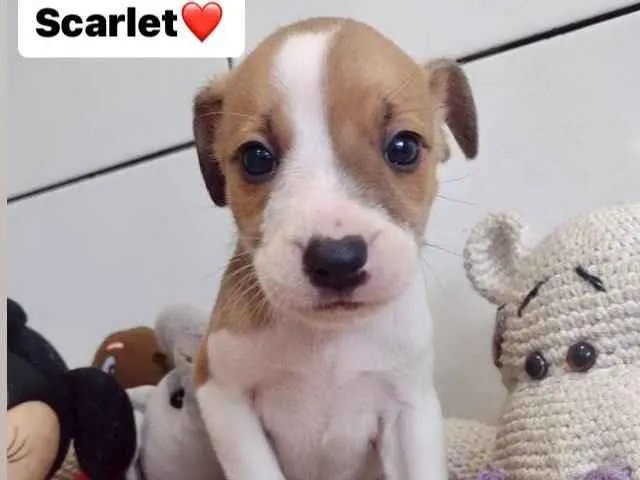 Cachorro raça  idade 2 a 6 meses nome Scarlet 