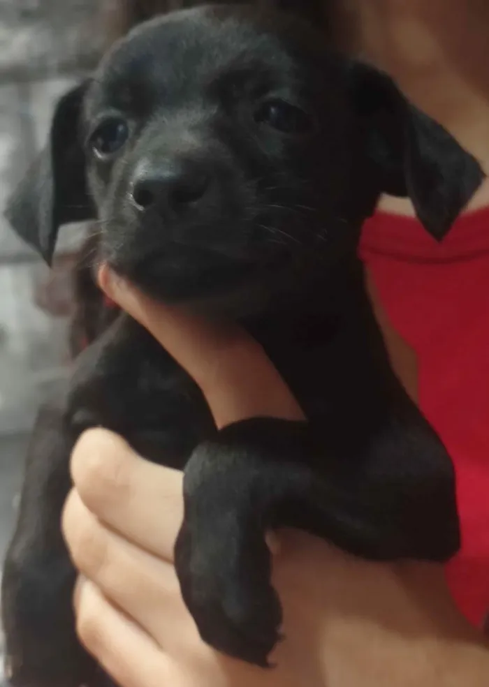 Cachorro ra a Vira lata com labrador  idade Abaixo de 2 meses nome Não tem nome