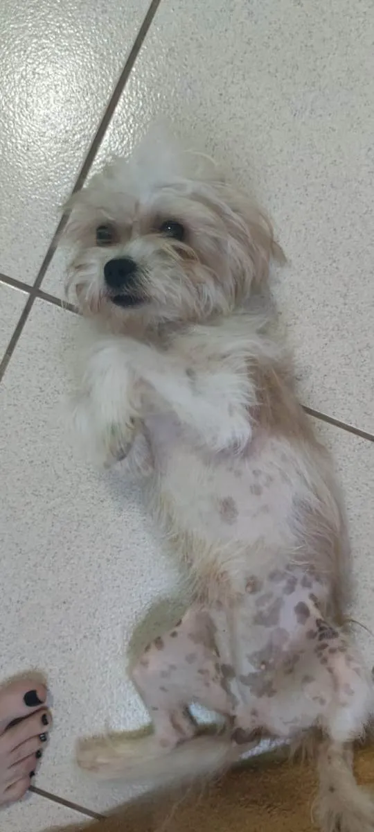 Cachorro ra a SRD idade 2 a 6 meses nome Não sei 