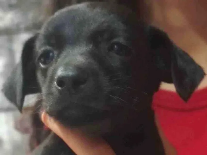 Cachorro ra a Vira lata com labrador  idade Abaixo de 2 meses nome Não tem nome