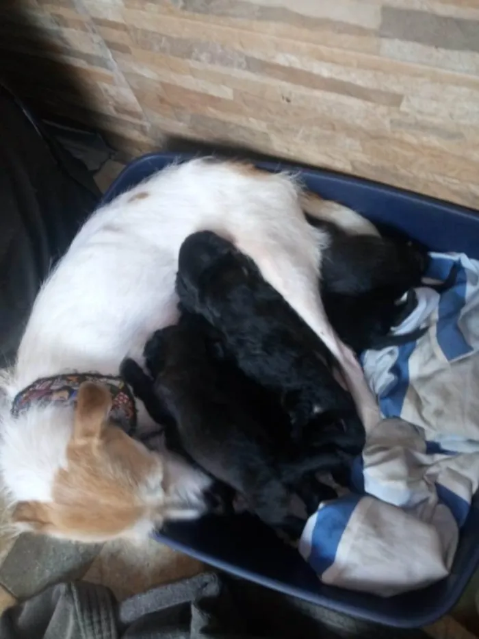 Cachorro ra a S/R idade Abaixo de 2 meses nome Filhotes de 40 dias