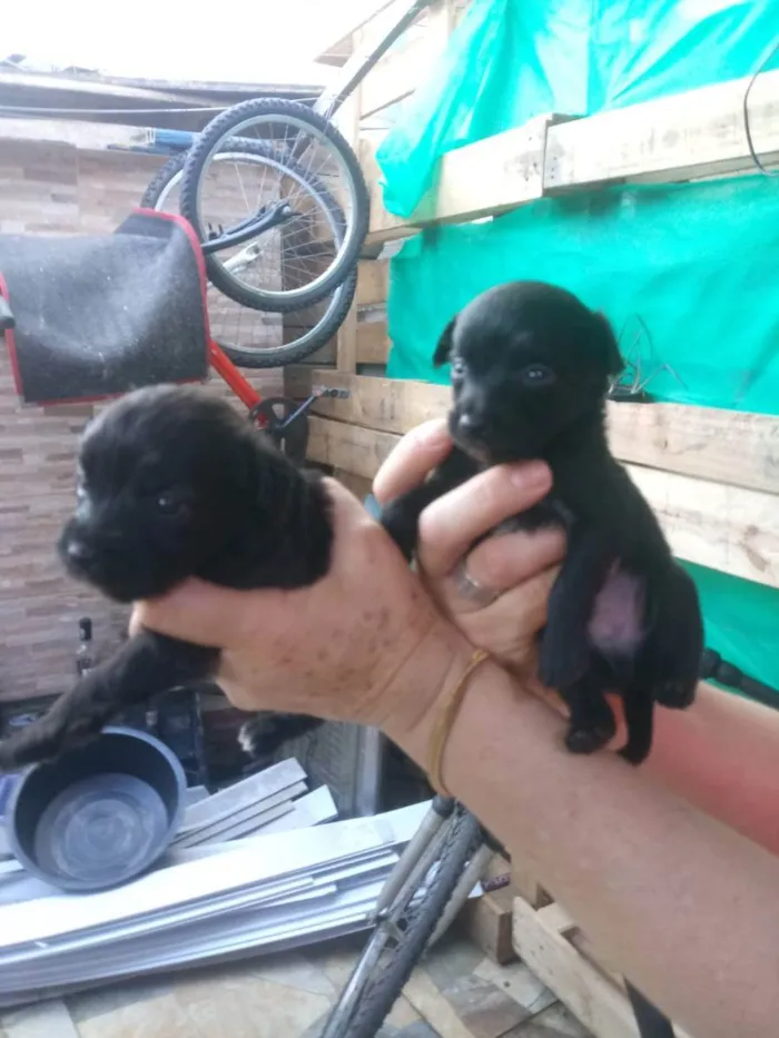 Cachorro ra a S/R idade Abaixo de 2 meses nome Filhotes de 40 dias