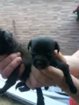 Filhotes de 40 dias