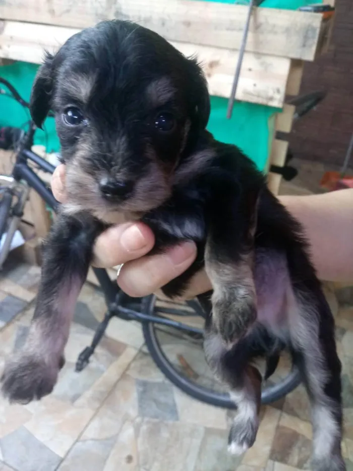 Cachorro ra a S/R idade Abaixo de 2 meses nome Filhotes de 40 dias