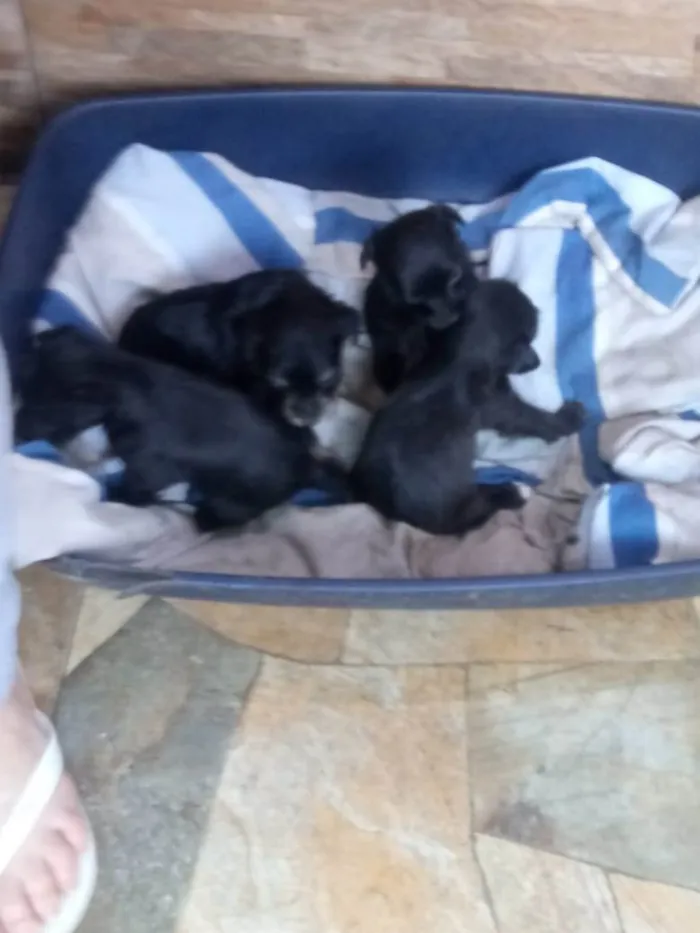 Cachorro ra a S/R idade Abaixo de 2 meses nome Filhotes de 40 dias