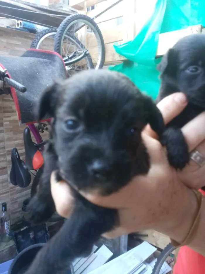 Cachorro ra a S/R idade Abaixo de 2 meses nome Filhotes de 40 dias