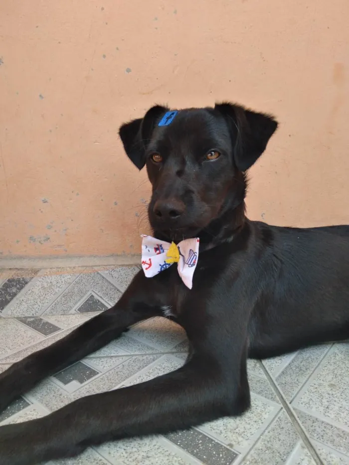 Cachorro ra a SRD idade 7 a 11 meses nome Black