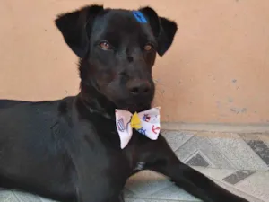 Cachorro raça SRD idade 7 a 11 meses nome Black