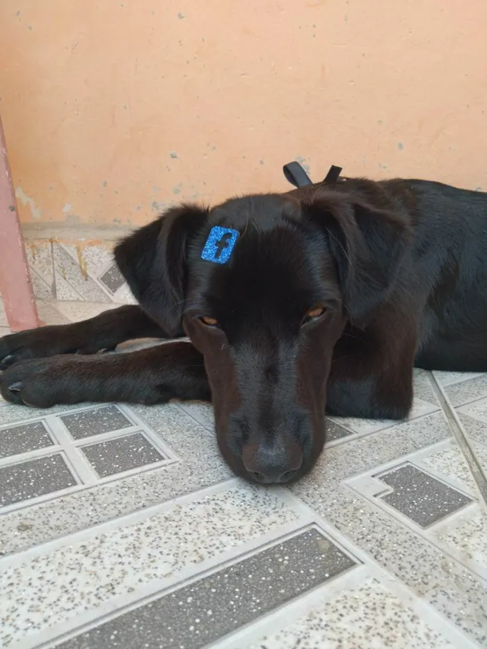 Cachorro ra a SRD idade 7 a 11 meses nome Black