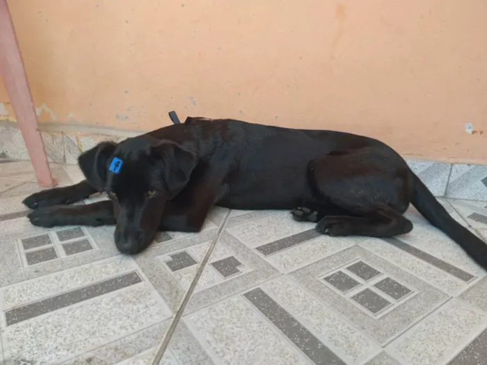 Cachorro ra a SRD idade 7 a 11 meses nome Black