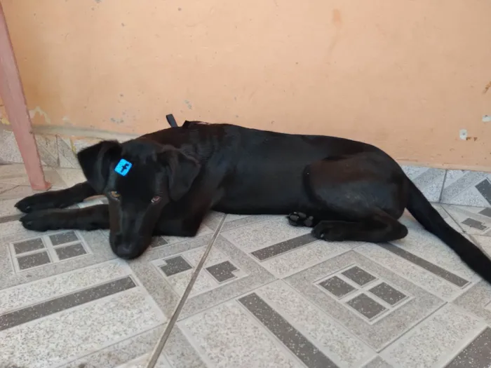 Cachorro ra a SRD idade 7 a 11 meses nome Black
