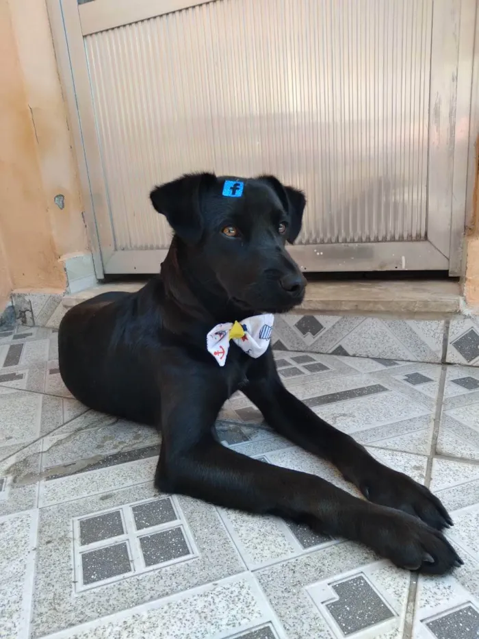 Cachorro ra a SRD idade 7 a 11 meses nome Black