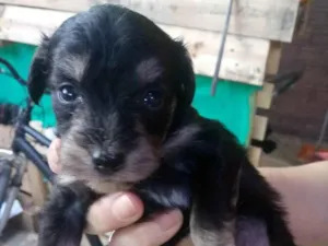 Cachorro raça S/R idade Abaixo de 2 meses nome Filhotes de 40 dias
