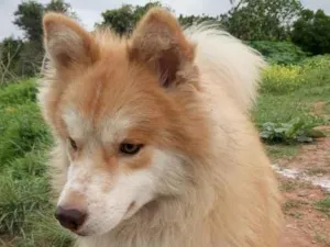 Cachorro raça  idade 1 ano nome King