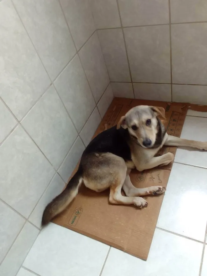 Cachorro ra a Vira lata idade 6 ou mais anos nome Scobby 