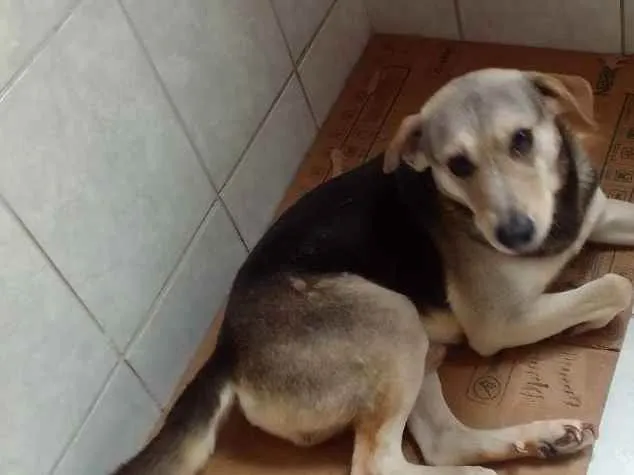 Cachorro ra a Vira lata idade 6 ou mais anos nome Scobby 