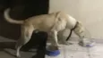Pipoca