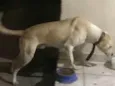 Pipoca