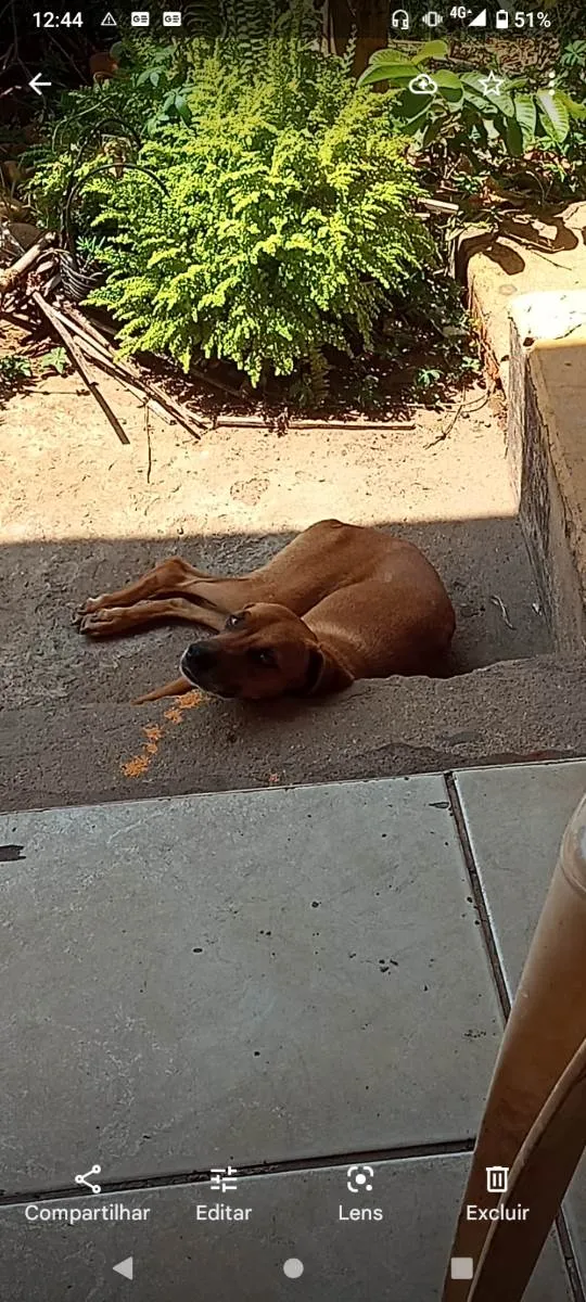 Cachorro ra a Vira lata idade 2 anos nome Lisa