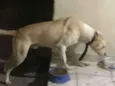Pipoca