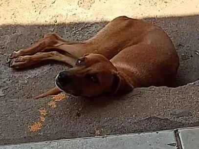 Cachorro ra a Vira lata idade 2 anos nome Lisa