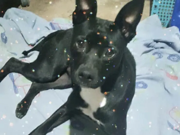 Cachorro raça Srd idade 7 a 11 meses nome Alina bb10meses 