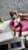 Cachorro raça Pinscher com srd  idade 7 a 11 meses nome Molly porteP Linda 