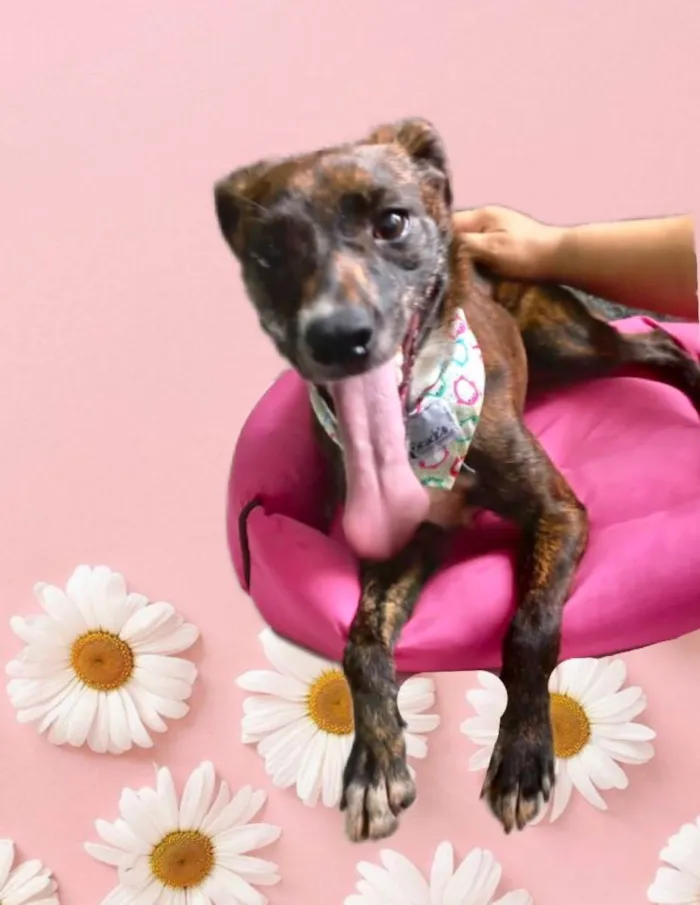 Cachorro raça Pinscher com srd  idade 7 a 11 meses nome Molly porteP Linda 
