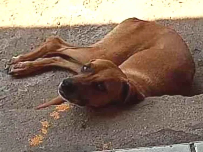 Cachorro ra a Vira lata idade 2 anos nome Lisa