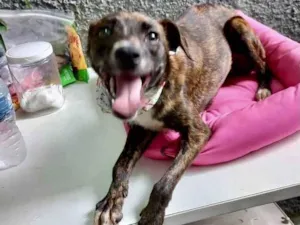 Cachorro raça Pinscher com srd  idade 7 a 11 meses nome Molly porteP Linda 