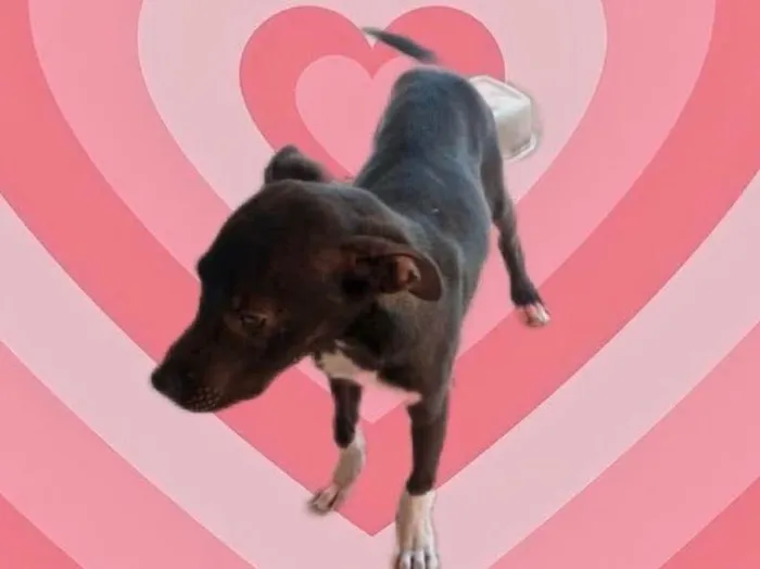 Cachorro raça Srd idade 2 a 6 meses nome Leo bb6meses 