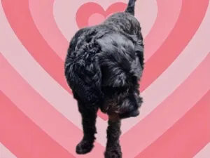 Cachorro raça Poodle  idade 1 ano nome Bob Poodle Urgente 