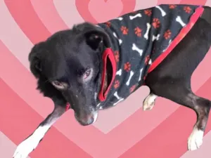 Cachorro raça Srd idade 1 ano nome Billy amor especial 