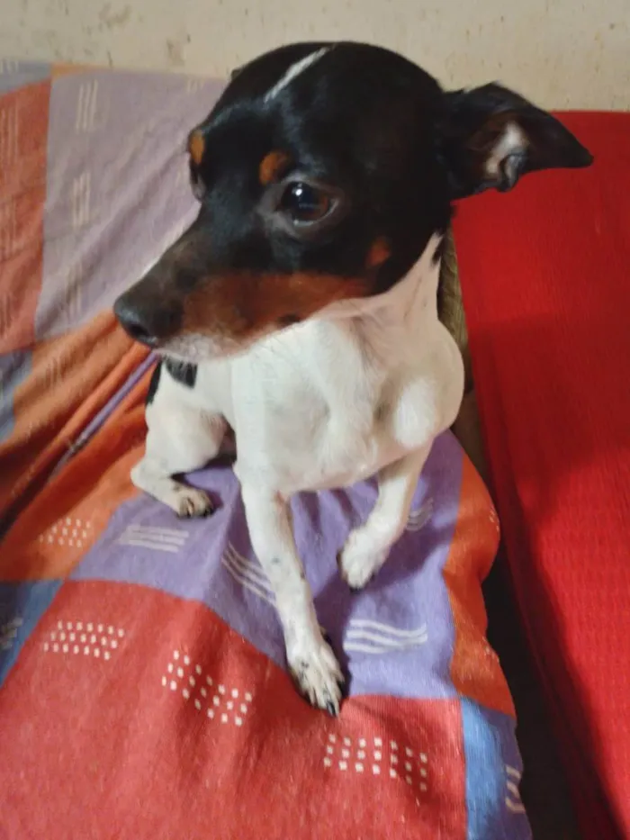 Cachorro raça Pincher idade 2 anos nome Simba