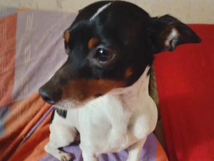 Cachorro raça Pincher idade 2 anos nome Simba
