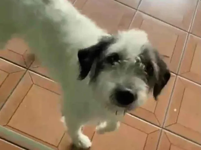 Cachorro raça Srd idade 1 ano nome Marley lindo urgente