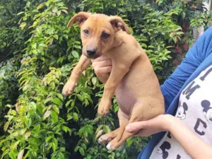 Cachorro raça Sem raça definida idade 2 a 6 meses nome Jade