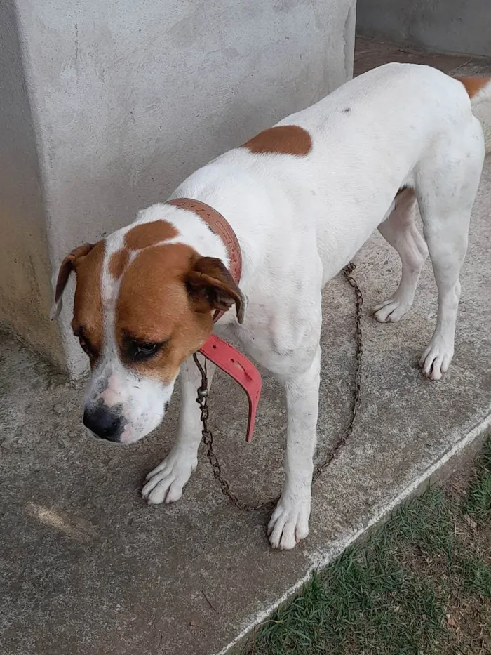 Cachorro ra a Indefinida  idade 2 a 6 meses nome Maike