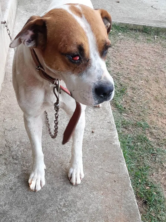 Cachorro ra a Indefinida  idade 2 a 6 meses nome Maike