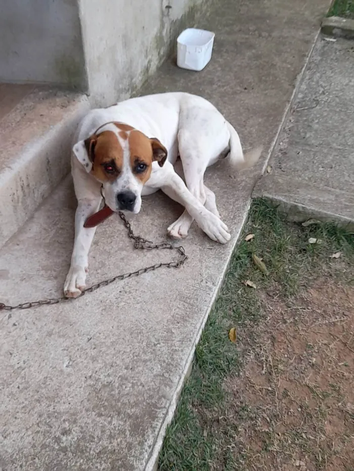 Cachorro ra a Indefinida  idade 2 a 6 meses nome Maike
