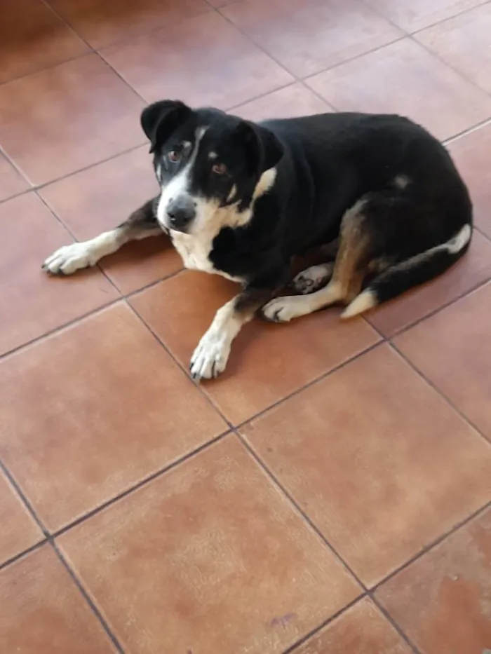 Cachorro ra a Indefinida  idade 4 anos nome Adriana Ramos 