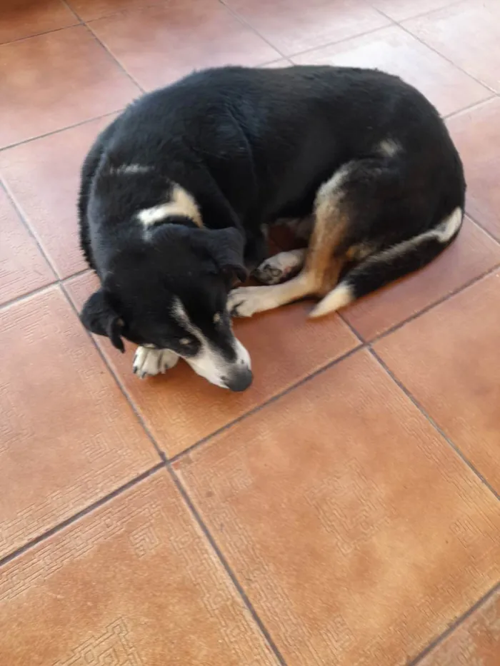 Cachorro ra a Indefinida  idade 4 anos nome Adriana Ramos 