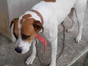Cachorro raça Indefinida  idade 2 a 6 meses nome Maike