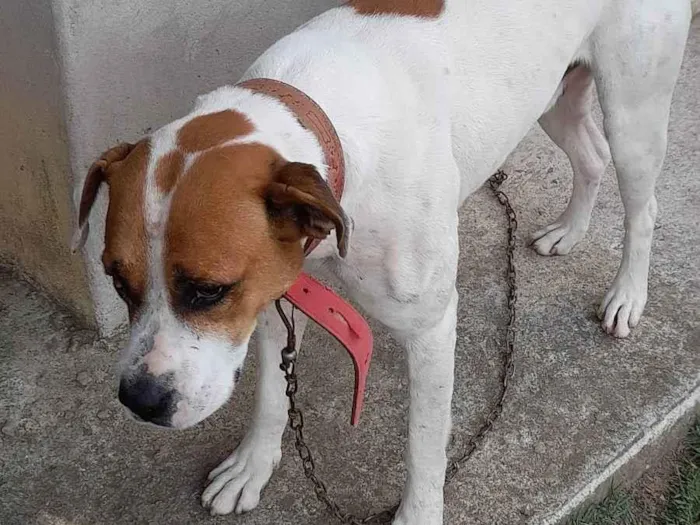 Cachorro ra a Indefinida  idade 2 a 6 meses nome Maike