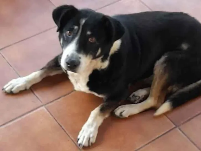 Cachorro ra a Indefinida  idade 4 anos nome Adriana Ramos 