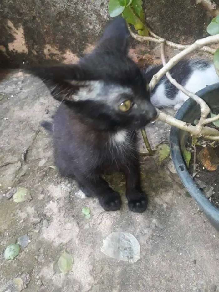 Gato ra a Indefinido idade 2 a 6 meses nome Sem Nome