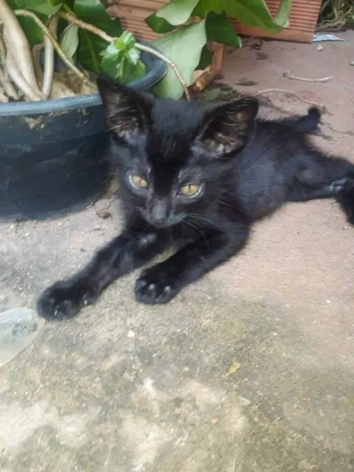 Gato ra a Indefinido idade 2 a 6 meses nome Sem Nome