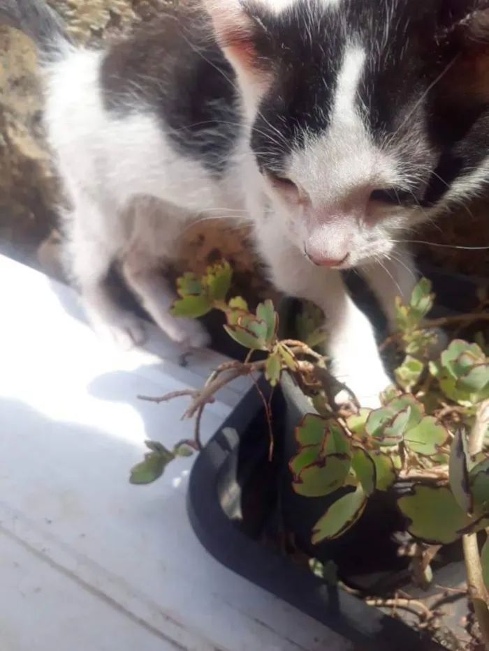 Gato ra a Indefinido idade 2 a 6 meses nome Sem Nome